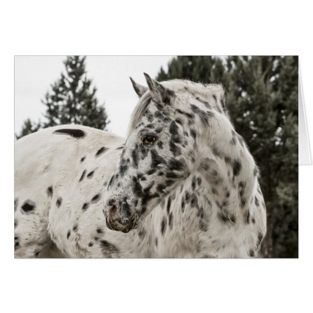 Beautiful Appaloosa Horse, Western, Appy (Front Horizontal)