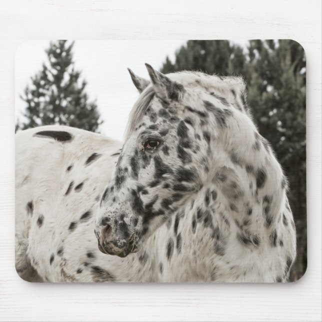 Beautiful Appaloosa Horse, Western, Appy Mouse Mat (Front)