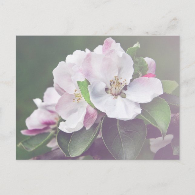 Beautiful Apple Tree Blossoms Spring Postcard (Front)