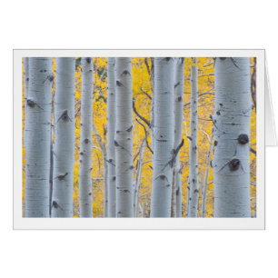 Beautiful Aspen Trees
