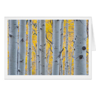 Beautiful Aspen Trees