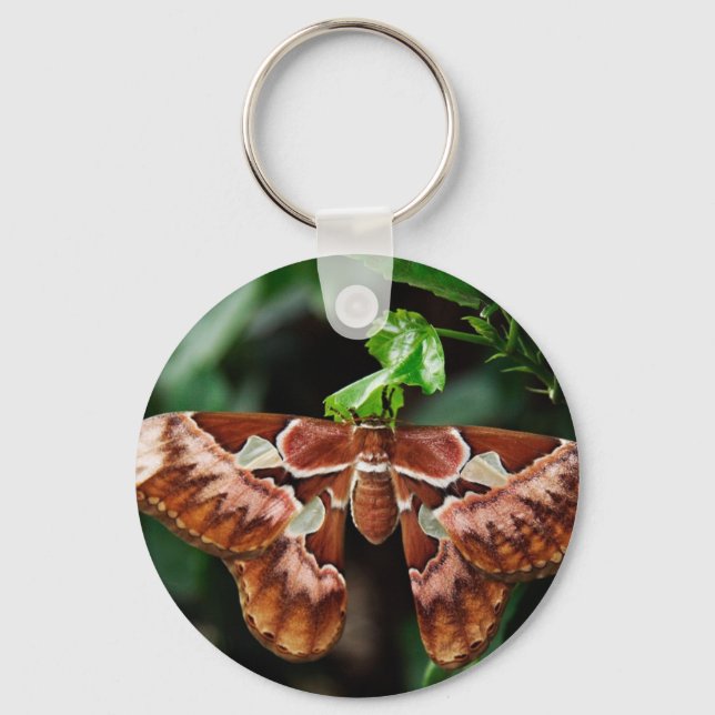 Beautiful Atlas Moth Key Ring (Front)