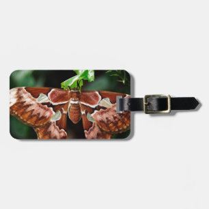 Beautiful Atlas Moth Luggage Tag