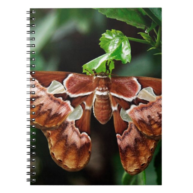 Beautiful Atlas Moth Notebook (Front)