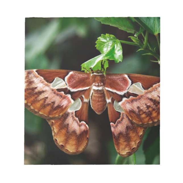 Beautiful Atlas Moth Notepad (Front)