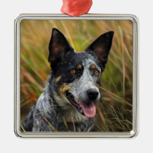 BEAUTIFUL AUSTRALIAN CATTLE DOG IN FIELD METAL TREE DECORATION