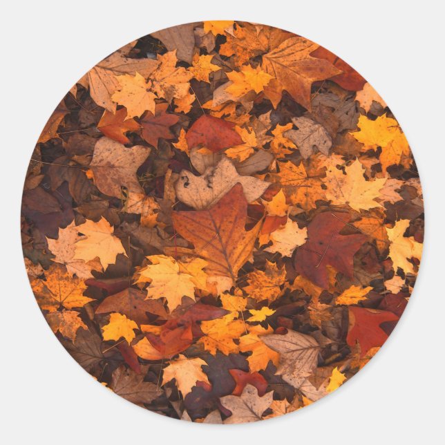 Beautiful Autum Foliage Design. Classic Round Sticker (Front)