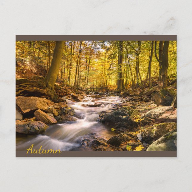 Beautiful Autumn Forest Postcard (Front)
