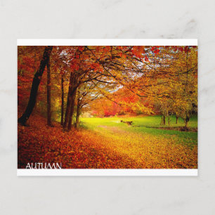 Beautiful Autumn Forest Postcard