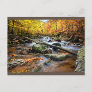 Beautiful Autumn Forest Postcard