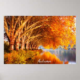 Beautiful Autumn Forest Poster