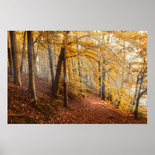 Beautiful Autumn Forest Poster