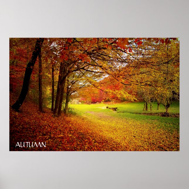 Beautiful Autumn Forest Poster (Front)