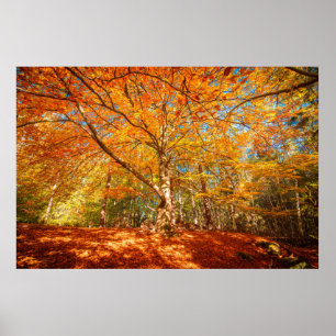 Beautiful Autumn Forest  Poster