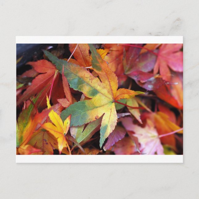 Beautiful autumn leaves print postcard (Front)
