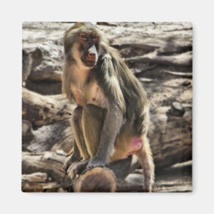 Beautiful Baboon magnet