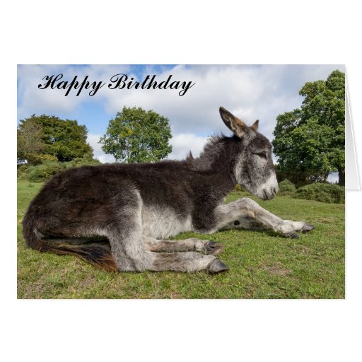 Beautiful baby Donkey Birthday Card | Zazzle