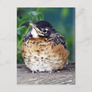 Beautiful Baby Robin Postcard