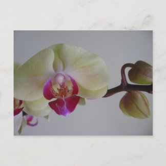 Beautiful Baby Yellow Orchids Postcard