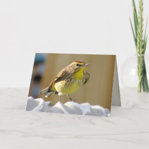 Beautiful Backyard Bird -  Palm Warbler  Card