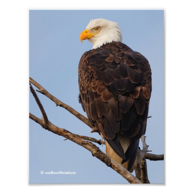 Beautiful Bald Eagle in a Tree Photo Print (Front)