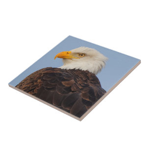 Beautiful Bald Eagle in a Tree Tile