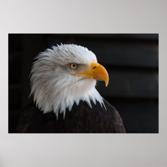 Beautiful bald eagle portrait poster (Front)