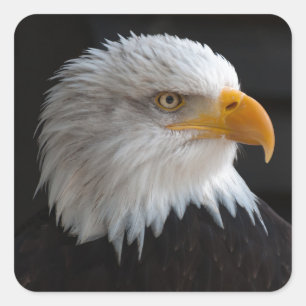 Beautiful bald eagle portrait square sticker