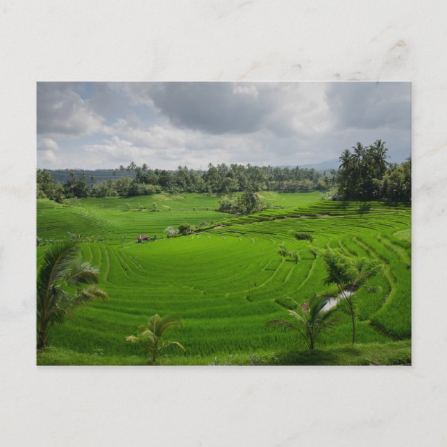 Beautiful Bali Countryside Postcard (Front)