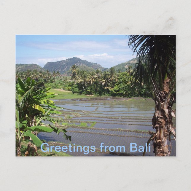 Beautiful Bali Rice Paddies Postcard (Front)