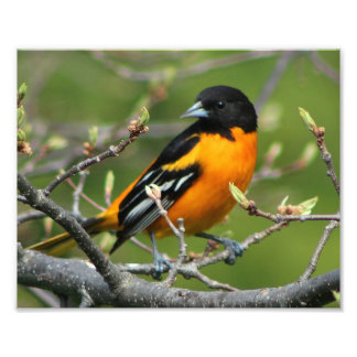 Beautiful Baltimore Oriole Photo Print