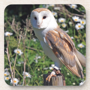 Beautiful barn owl coaster