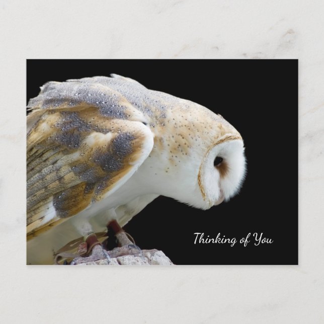 Beautiful Barn Owl Photograph Thinking of You Postcard (Front)