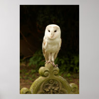 Beautiful Barn Owl Poster/Print
