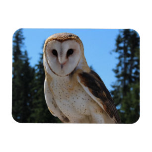 Beautiful Barn Owl With Sky and Green Trees Photo Magnet