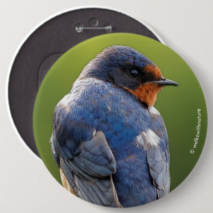 Beautiful Barn Swallow 6 Cm Round Badge