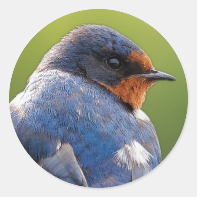 Beautiful Barn Swallow Classic Round Sticker (Front)