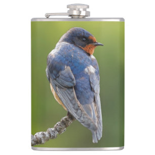Beautiful Barn Swallow on a Branch Hip Flask
