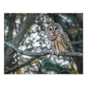 Beautiful Barred Owl Photo Print