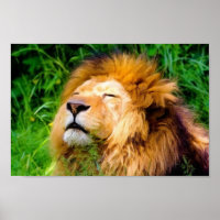 Beautiful Basking Male Lion African Wildlife