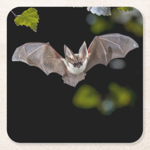 Beautiful Bat Coaster Set