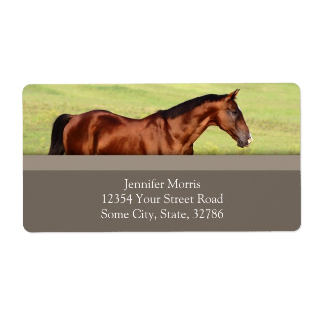 Beautiful Bay Horse (Front)