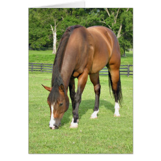 Beautiful bay horse