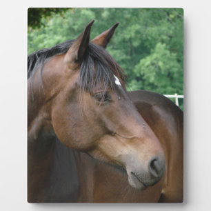 Beautiful Bay Horse Plaque