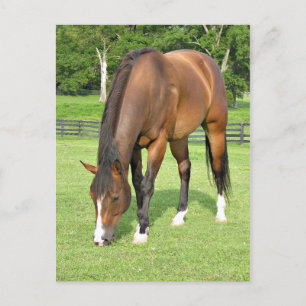 Beautiful bay horse postcard