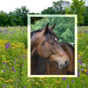 Beautiful Bay Horse Postcard