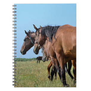Beautiful Bay Horses Notebook