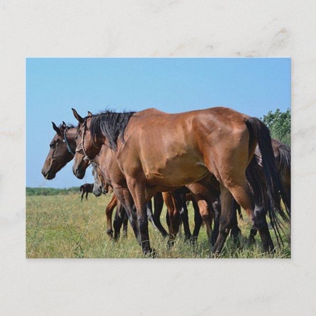 Beautiful Bay Horses Postcard (Front)