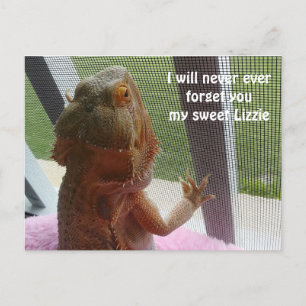 Beautiful Bearded Dragon Pet Memorial Picture Postcard