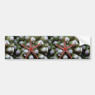 Beautiful Beautiful starfish Bumper Sticker